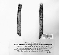 Bipolaris oryzae image